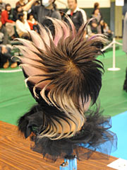 理容部門チャレンジアートヘア銅賞(後)